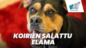 Koirien salattu elämä (7) - 203