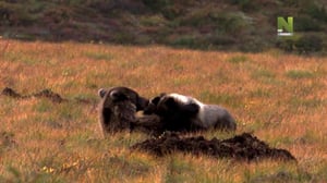 Yukonin villit karhut (7) - Yukonin villit karhut (7)