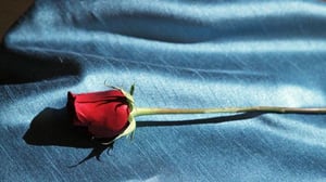 Unelmien poikamies - Piinapenkki