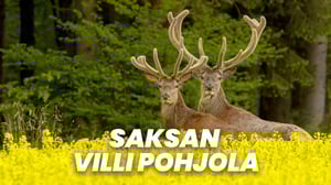 Saksan villi pohjola