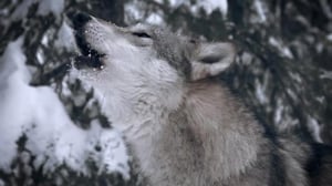 Vuorien sankarit (7) - Merkkipäivä