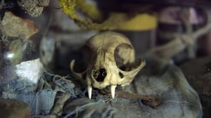 Himohamstraajat - Riivattu talo