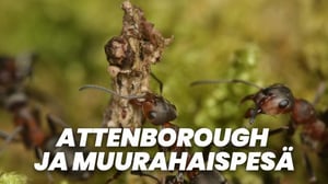 Attenborough ja muurahaispesä (7)