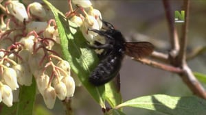 Eläinodysseijat (7) - Pohjoisamerikkalaisen karhun matka