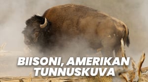 Biisoni, Amerikan tunnuskuva
