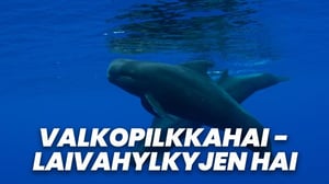 Valkopilkkahai - laivahylkyjen hai (7)