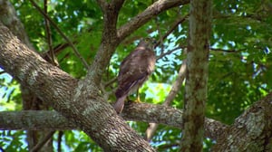 Selviytyjät Australia - Elämän tuli