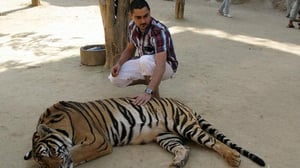 Kill Arman (12) - Thaimaa / Thai-nyrkkeily