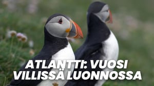 Atlantti: Vuosi villissä luonnossa