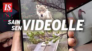 IS esittää: Sain sen videolle (S) - IS esittää: Sain sen videolle (S)