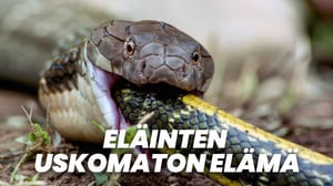 Eläinten uskomaton elämä (7)