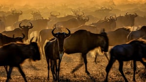 Sopeudu selviytymään (7) - Koalitiot