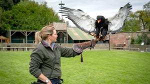 Yorkshiren eläinlääkäri (7) - 103