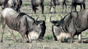 Villit taistelijat (7) - Taistelu perheestä