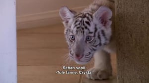 Panttilainaamo - Hollywoodin aarteita