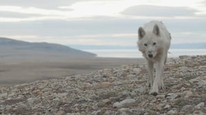Valkean suden valtakunta - Etsintä