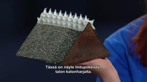 Leijonan luola Kanada - Sarvesta härkää