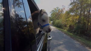 Eläinvelho: lemmikit jaloilleen - Suloinen kääpiöponi