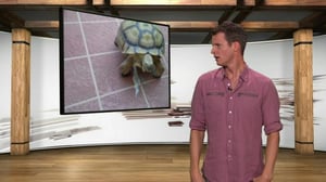 Tosh.0(Paramount+) (12) - Rock Climber Pooed Pants