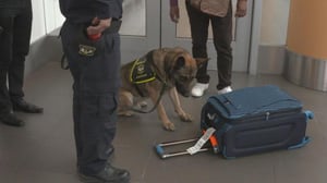 Turvatarkastus: Ensimmäinen luokka - Lähellä pakoa