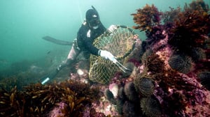 Piikikkään kullan etsijät (16) - 105