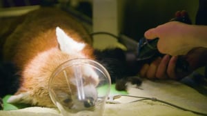 Korkeasaari - Pikkupandan terveystarkastus