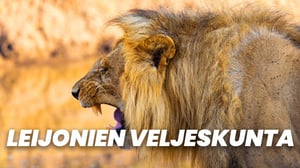 Leijonien veljeskunta