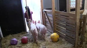 HS Lasten uutiset - Lasten uutiset 23.9. - Lyyti- ja Lempi-possun uskomaton tarina