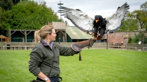 Yorkshiren eläinlääkäri (7) - 905