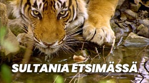 Sultania etsimässä (7)