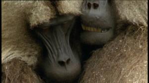 Afrikan luonnon helmiä