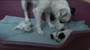 Kolme pientä koiranpentua