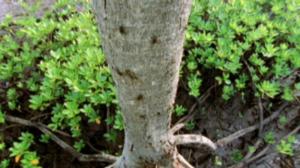 Afrikan luonnon helmiä