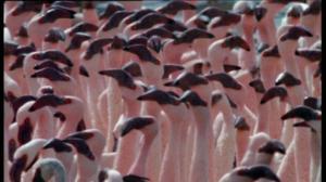 Afrikan luonnon helmiä