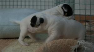 Kolme pientä koiranpentua