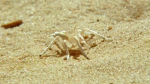 Afrikan luonnon helmiä