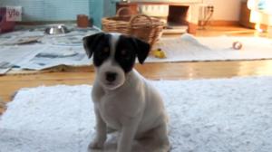 Kolme pientä koiranpentua