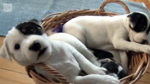 Kolme pientä koiranpentua