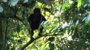 Afrikan luonnon helmiä