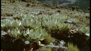 Afrikan luonnon helmiä