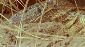 Afrikan luonnon helmiä