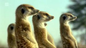 Afrikan luonnon helmiä