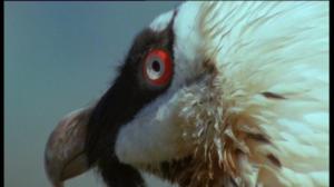 Afrikan luonnon helmiä