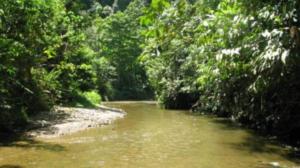 Terveisiä Borneolta!: Osa 3: Sademetsä, mattopiiskanpoikanen ja iilimadot