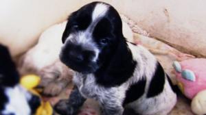 Spanielipentueen elämää