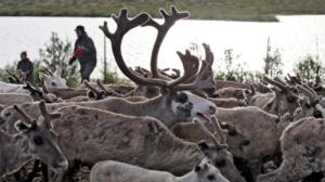 Peltsin Lappi: Porot