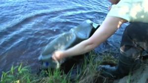 Luonto lähellä: Kalateitä Iijoelle