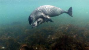 Luontoretkellä: Syvyyksien saalistaja