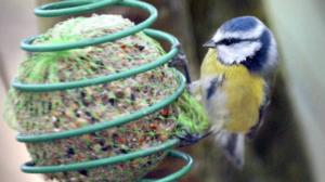Luontoretkellä: Lintujen talviruokinta