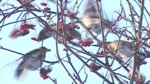 Luonto lähellä: Luonto lähellä seuraa marjalintuja